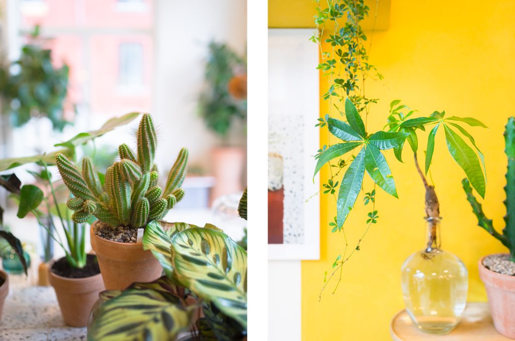 Plant København Kopenhagen Guide Tipps Urban Jungle Design Kaktus